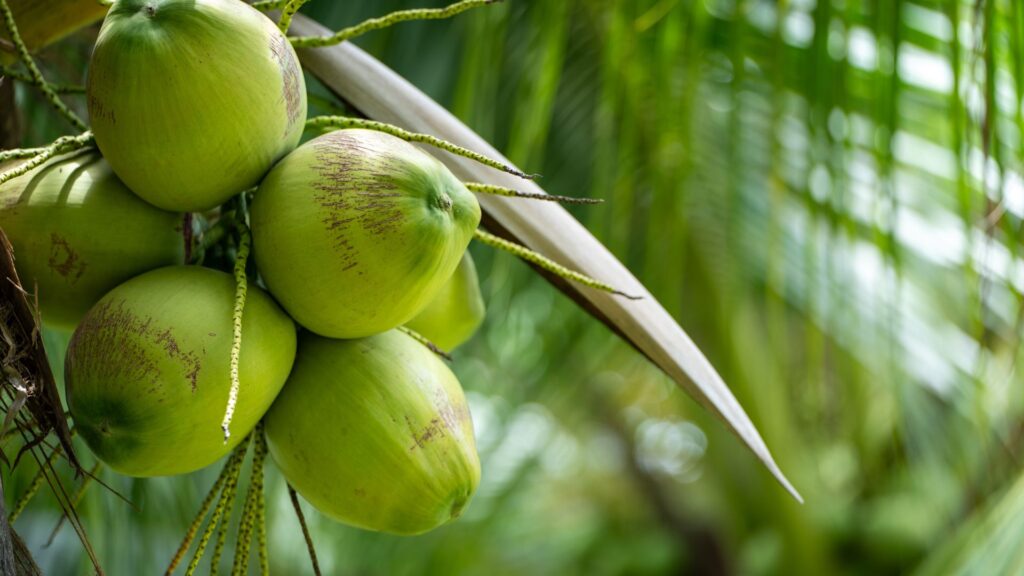 buah kelapa