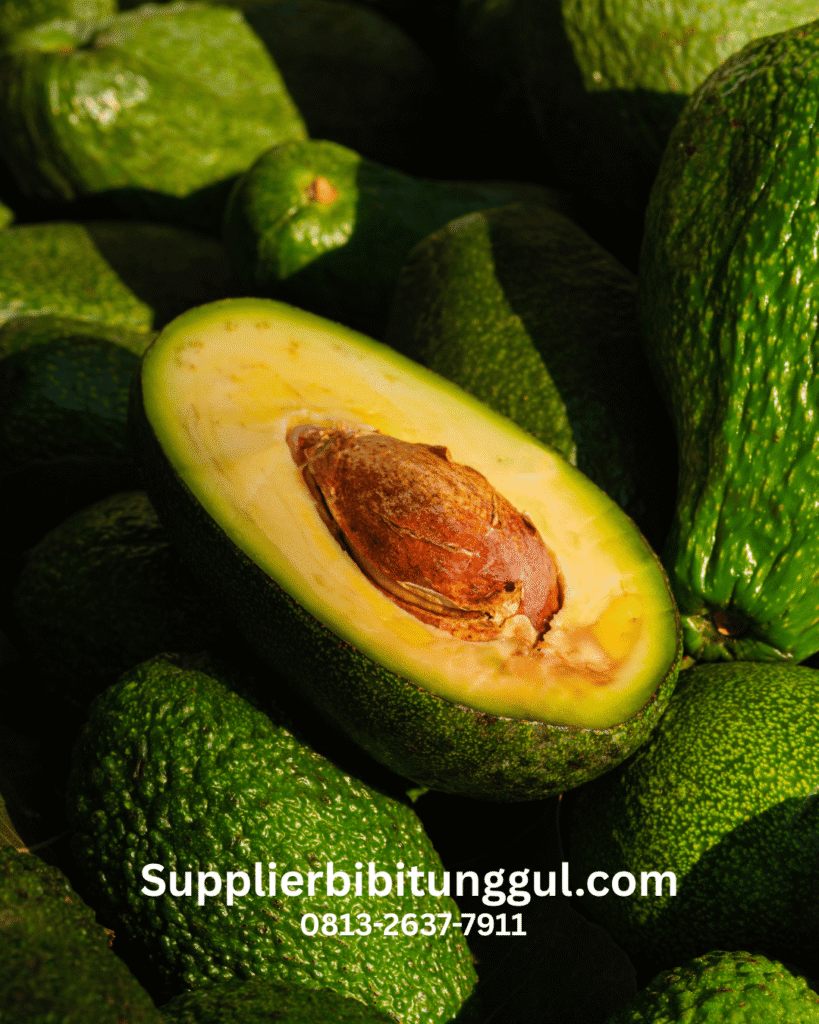 Bibit Alpukat Unggul