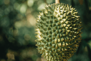 Bibit Durian Premium