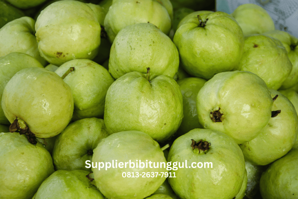 Jual Bibit Jambu Kristal Unggul Asli Supplier Terpercaya Harga Terjangkau