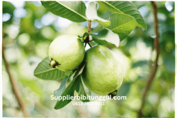 Jual Bibit Jambu Kristal Unggul Asli Supplier Terpercaya Harga Terjangkau