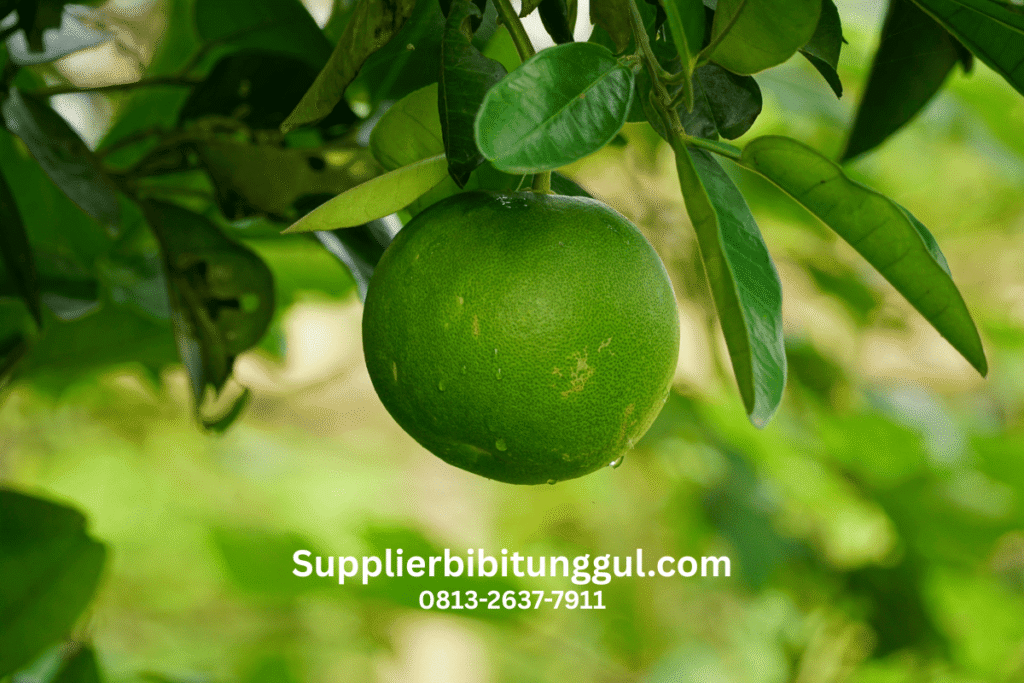 Jual Bibit Jeruk Unggul Asli Supplier Terpercaya Harga Murah Siap Tanam