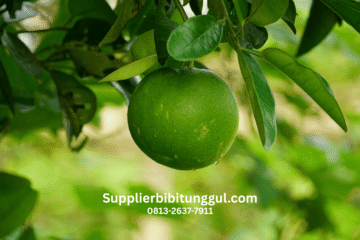 Jual Bibit Jeruk Unggul Asli Supplier Terpercaya Harga Murah Siap Tanam