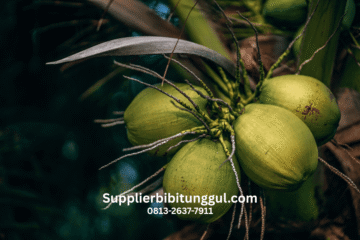 kelapa genjah unggul purworejo