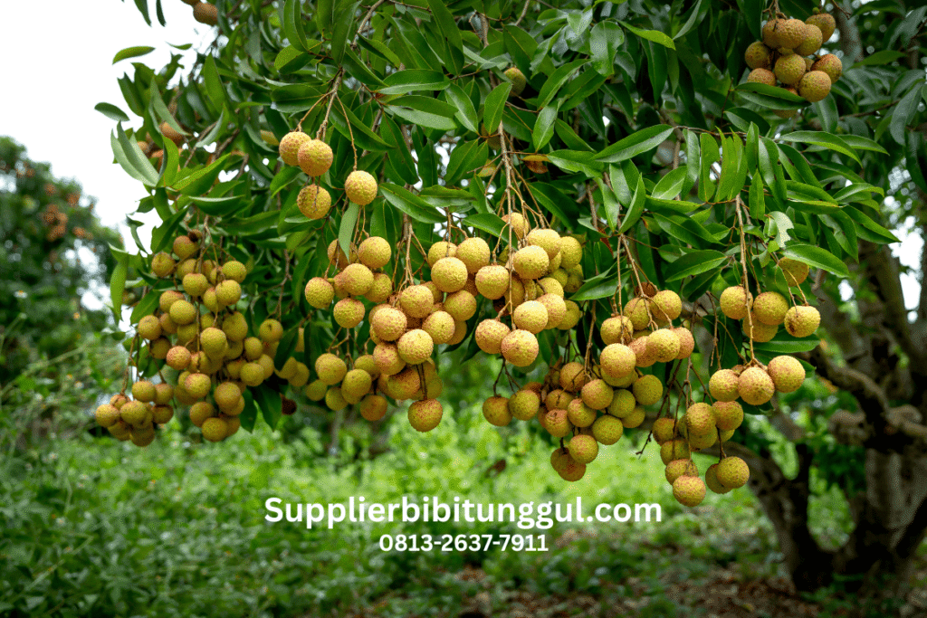 Jual Bibit Kelengkeng Unggul Asli Supplier Terpercaya Harga Terjangkau Siap Tanam