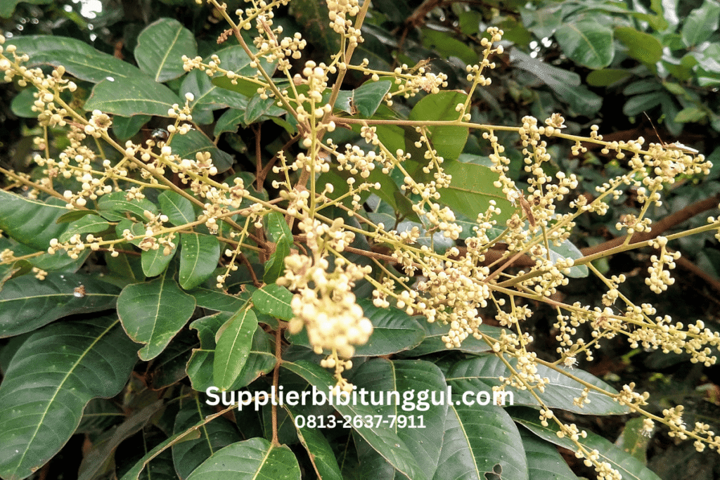 Jual Bibit Kelengkeng Unggul Asli Supplier Terpercaya Harga Terjangkau Siap Tanam2