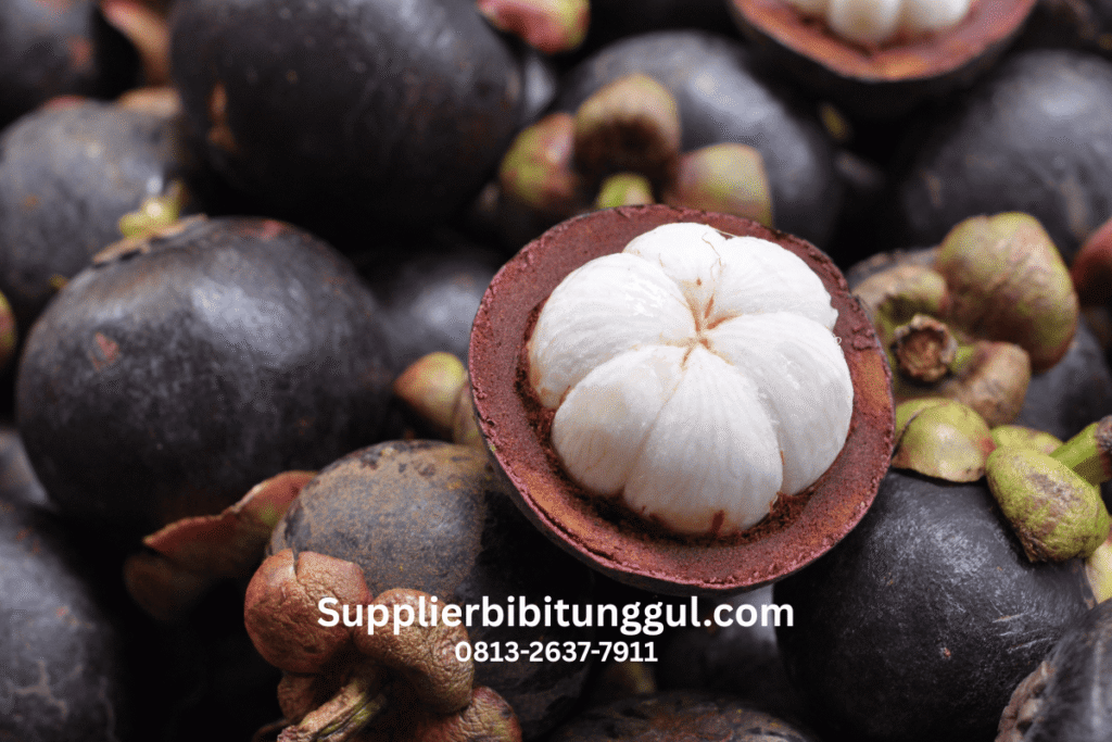 Jual Bibit Manggis Unggul Asli Siap Tanam dari Supplier Terpercaya
