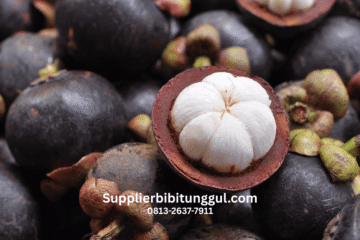 Jual Bibit Manggis Unggul Asli Siap Tanam dari Supplier Terpercaya