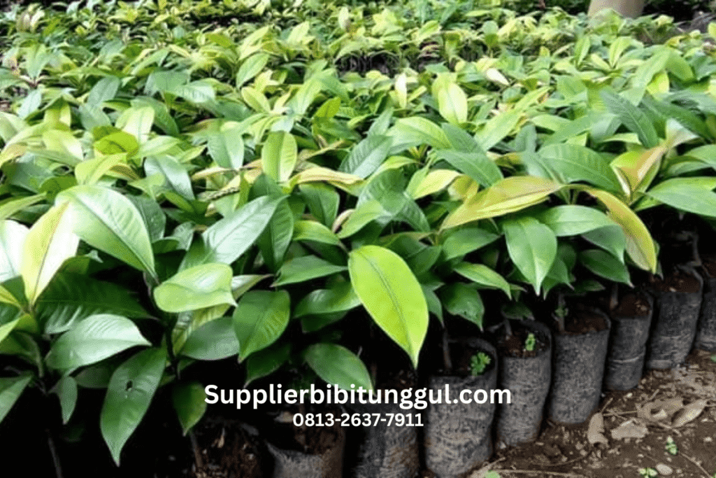 Jual Bibit Manggis Unggul Asli Siap Tanam dari Supplier Terpercaya2