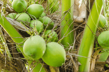 Supplier Bibit Unggul – Bibit Kelapa Genjah Unggul Siap Tanam dan Bergaransi Aman Sampai Lokasi