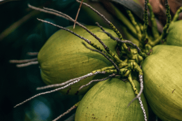 Supplier Bibit Unggul – Bibit Kelapa Genjah Unggul Siap Tanam dan Bergaransi Aman Sampai Lokasi