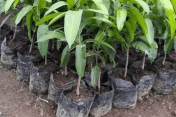 Supplier Bibit Unggul – Bibit Mangga Unggul Siap Tanam dan Bergaransi Aman Sampai Lokasi