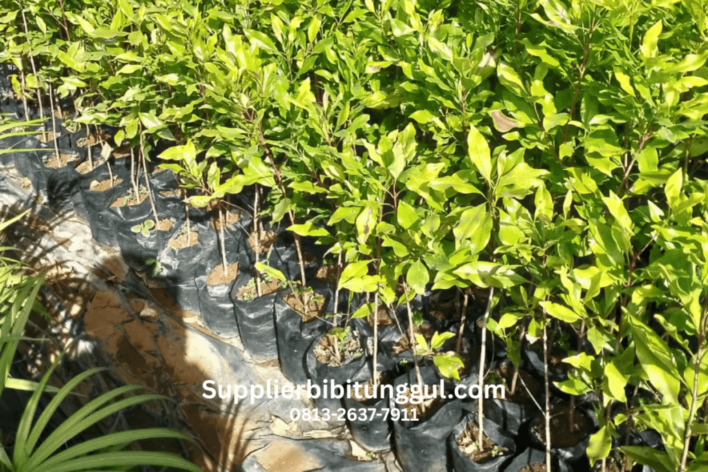 Jual Bibit Cengkih Unggul Berkualitas Siap Tanam dengan Ukuran Bisa Request