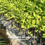 Jual Bibit Cengkih Unggul Berkualitas Siap Tanam dengan Ukuran Bisa Request