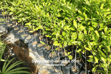 Jual Bibit Cengkih Unggul Berkualitas Siap Tanam dengan Ukuran Bisa Request