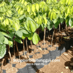 Jual Bibit Duku Okulasi Unggul Supplier Terpercaya, Bibit Duku Siap Tanam Berkualitas