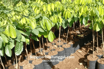 Jual Bibit Duku Okulasi Unggul Supplier Terpercaya, Bibit Duku Siap Tanam Berkualitas