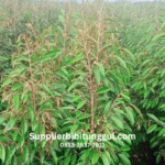 Jual Bibit Durian Unggul Polybag Jumbo Siap Tanam, Supplier Bibit Durian Berkualitas untuk Seluruh Indonesia