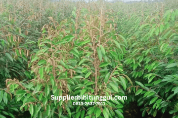 Jual Bibit Durian Unggul Polybag Jumbo Siap Tanam, Supplier Bibit Durian Berkualitas untuk Seluruh Indonesia