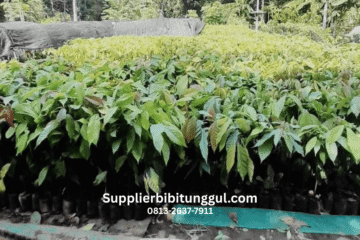 Jual Bibit Pohon CoklatKakao Unggul Siap Tanam, Supplier Terpercaya dengan Ukuran Bisa Request