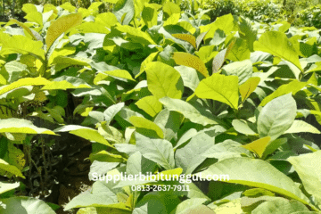 Jual Bibit Pohon Jati Unggul Siap Tanam, Ukuran Bisa Request untuk Berbagai Kebutuhan