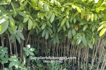 Jual Bibit Pohon Mahoni Unggul Asli Siap Tanam, Supplier Bibit Mahoni Berkualitas untuk Seluruh Indonesia