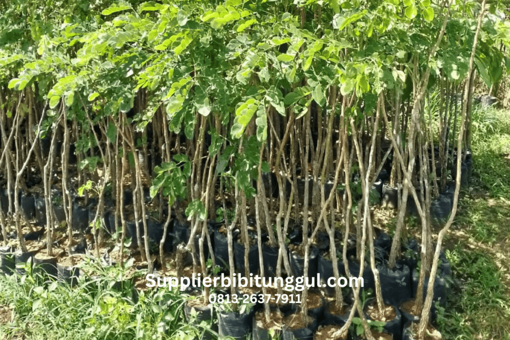 Jual Bibit Pohon Trembesi Unggul Siap Tanam dengan Ukuran Bisa Request dari Supplier Terpercaya