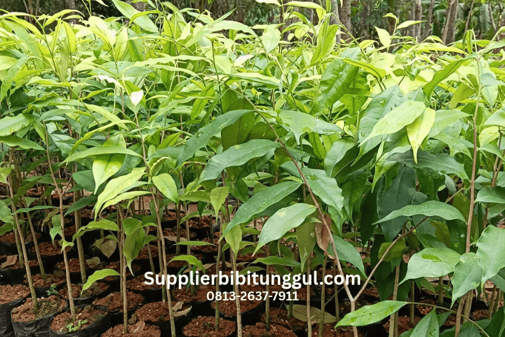 Supplierbibitunggul.com 2 supplierbibit unggul gaharu