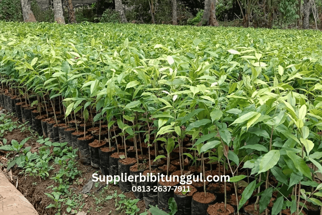 Supplierbibitunggul.com gaharu 1