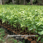 supplier bibit unggul gaharu