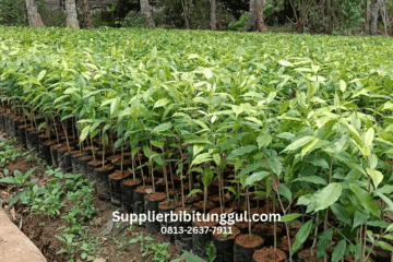 supplier bibit unggul gaharu
